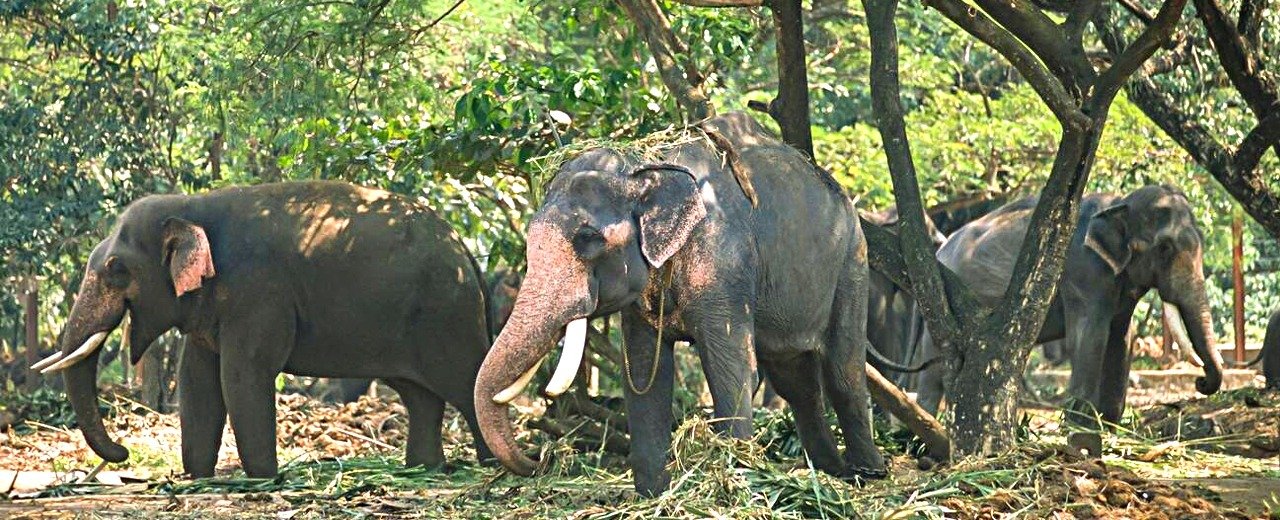 Hotels in Alleppey